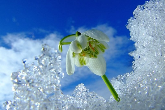 Первоцветы