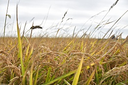 Управление сельского хозяйства МО Славянский район информирует: