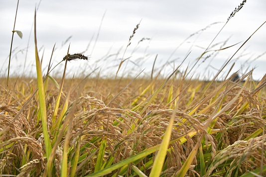 Управление сельского хозяйства МО Славянский район информирует: